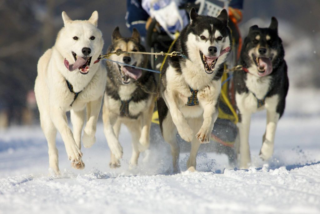 Alaskan Malamute beim Ziehen eines Hundeschlittens