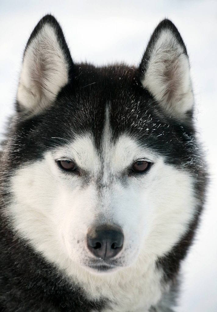 Alaskan Malamute Augenfarbe und Gesichtsmaske