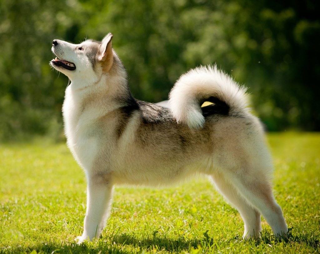 Alaskan Malamute beim Ziehen Körperbau