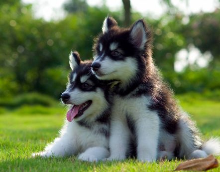 Alaskan Malamute Welpen