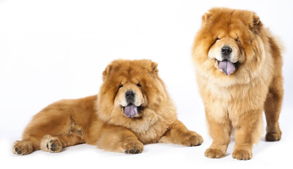 Chow Chow