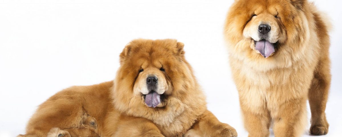 Chow Chow