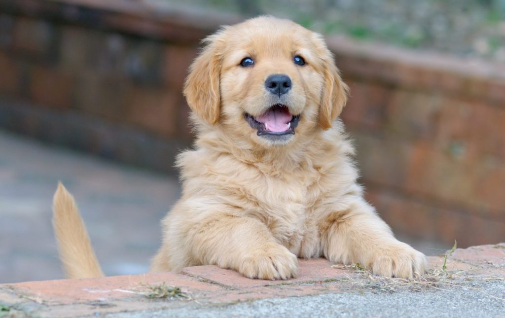 Golden Retriever Welpen kaufen