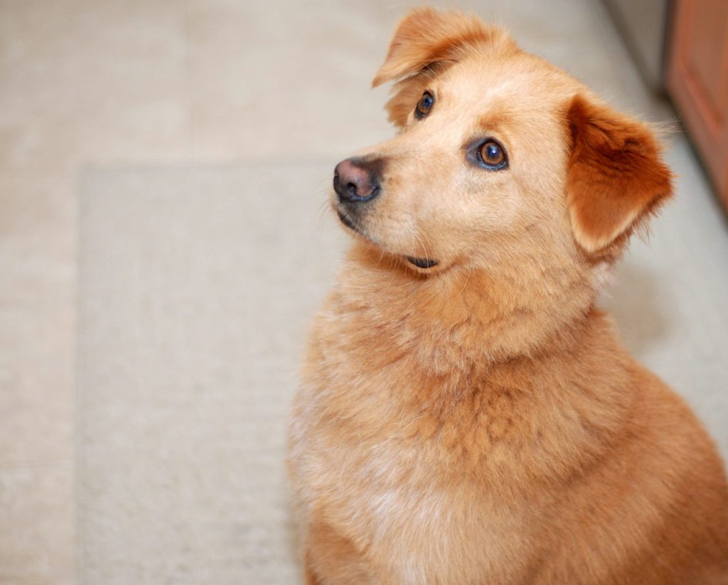 Golden Retriever Erziehung