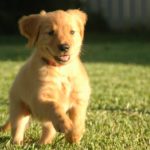 Hunderasse Golden Retriever