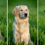 Hunderasse Golden Retriever