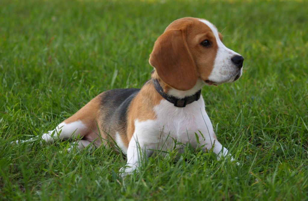 Hunderasse Beagle