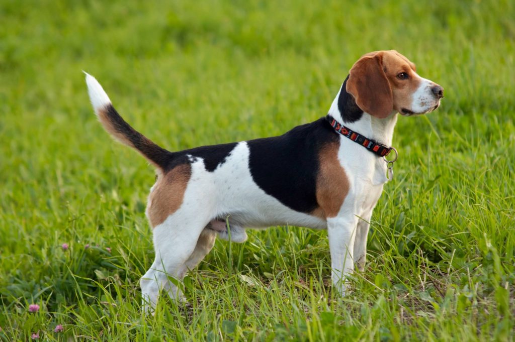 Hunderasse Beagle Körperbau