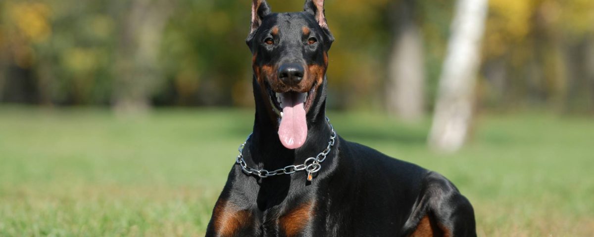Hunderasse Dobermann