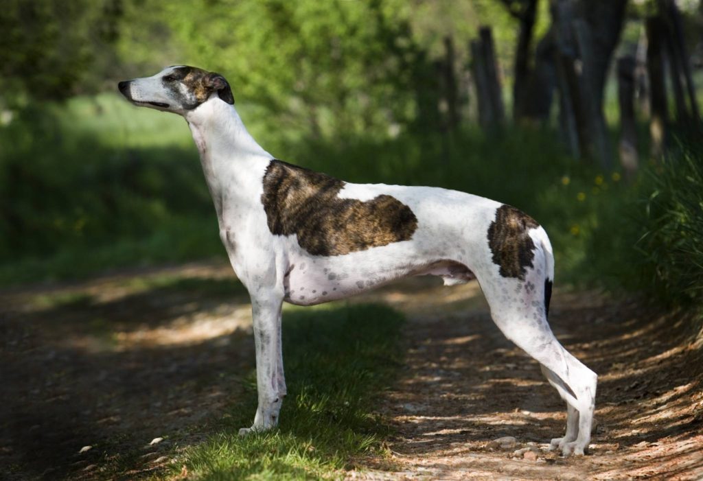 Hunderasse Greyhound