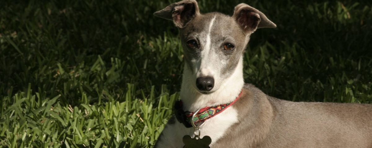 Hunderasse Greyhound