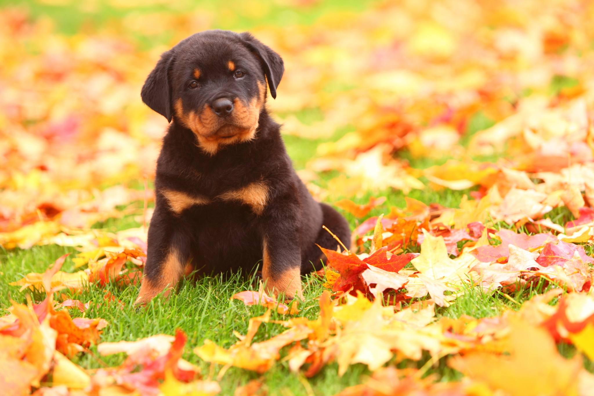 Rassebeschreibung Rottweiler alles zu Wesen, Haltung und Pflege