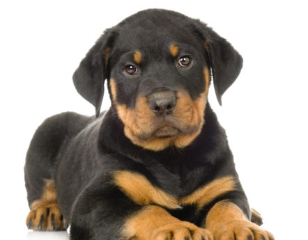 Hunderasse Rottweiler