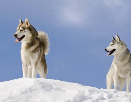 Hunderasse Siberian Husky