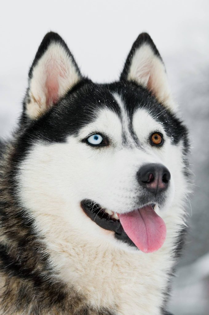 Oddeyed Siberian Husky - ein Auge blau, das andere braun