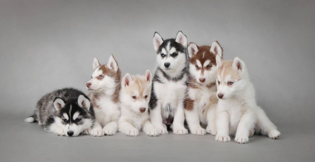 Siberian Husky Welpen kaufen